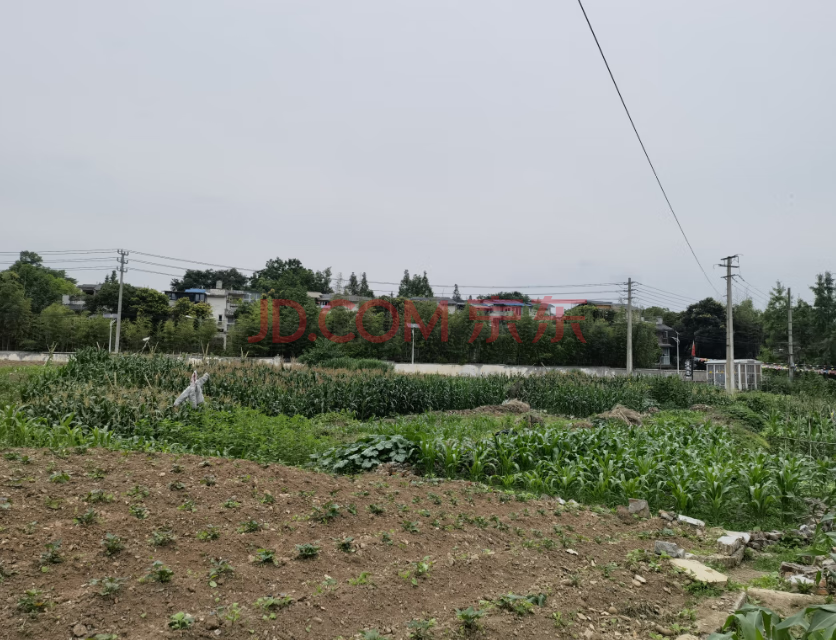 ▲地块现状：被周边村民捡种